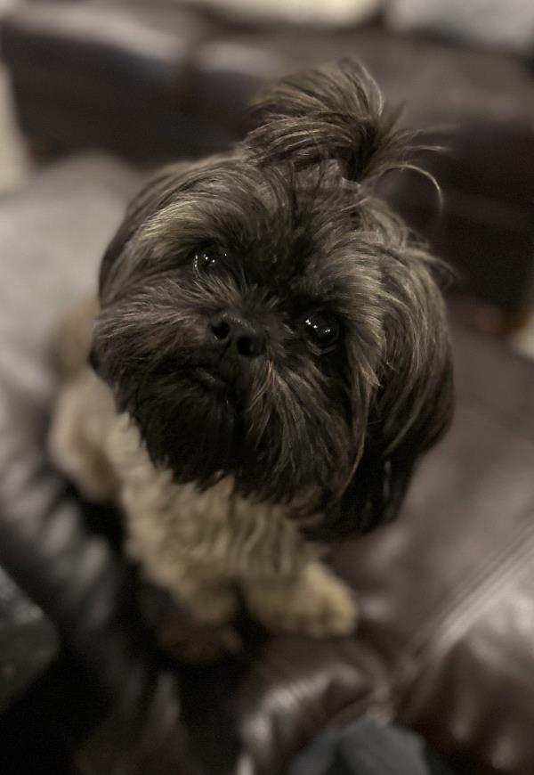 /Images/uploads/Warrick Parks Foundation/pippero-pup-park/entries/27798thumb.jpg